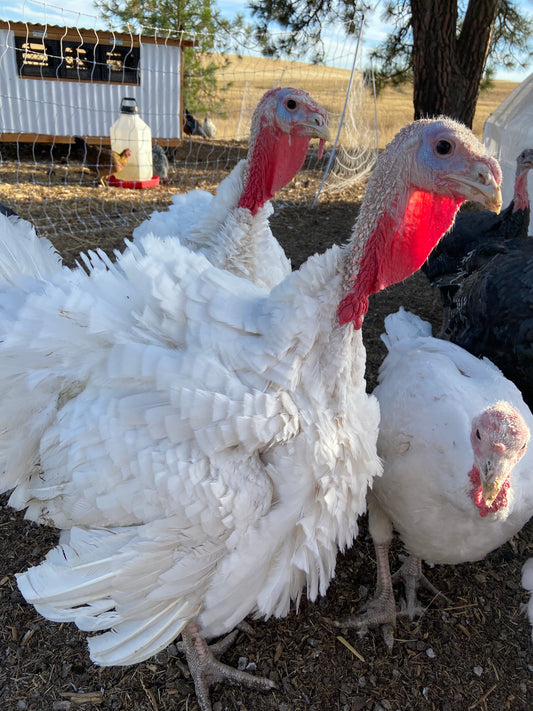 Pasture Raised Turkey-Deposit